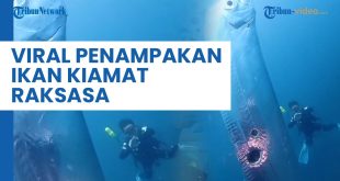 Kenapa Ikan Kiamat Pembawa Bencana Muncul di Permukaan?