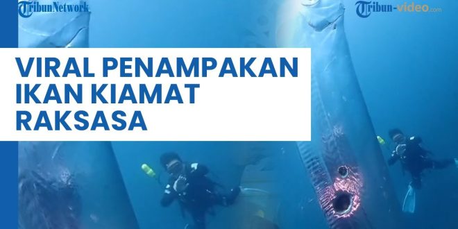 Kenapa Ikan Kiamat Pembawa Bencana Muncul di Permukaan?