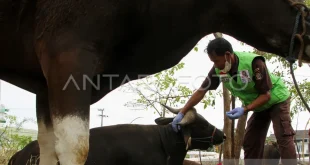 Resiliensi ternak di tengah krisis iklim dan risiko bencana