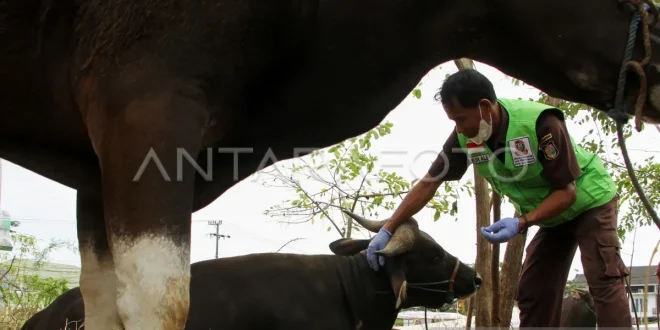 Resiliensi ternak di tengah krisis iklim dan risiko bencana